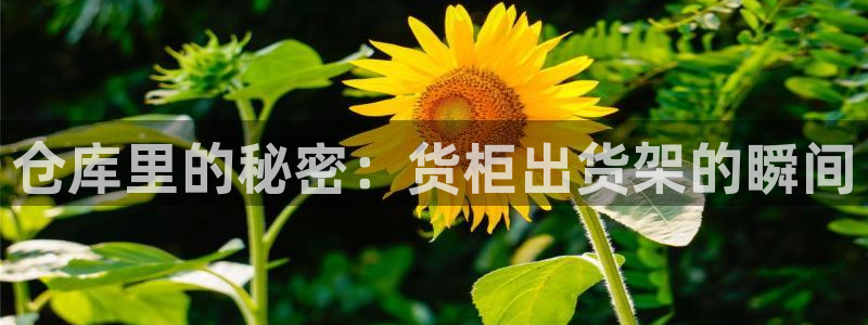 杏运体育官方网址：仓库里的秘密：货柜出货